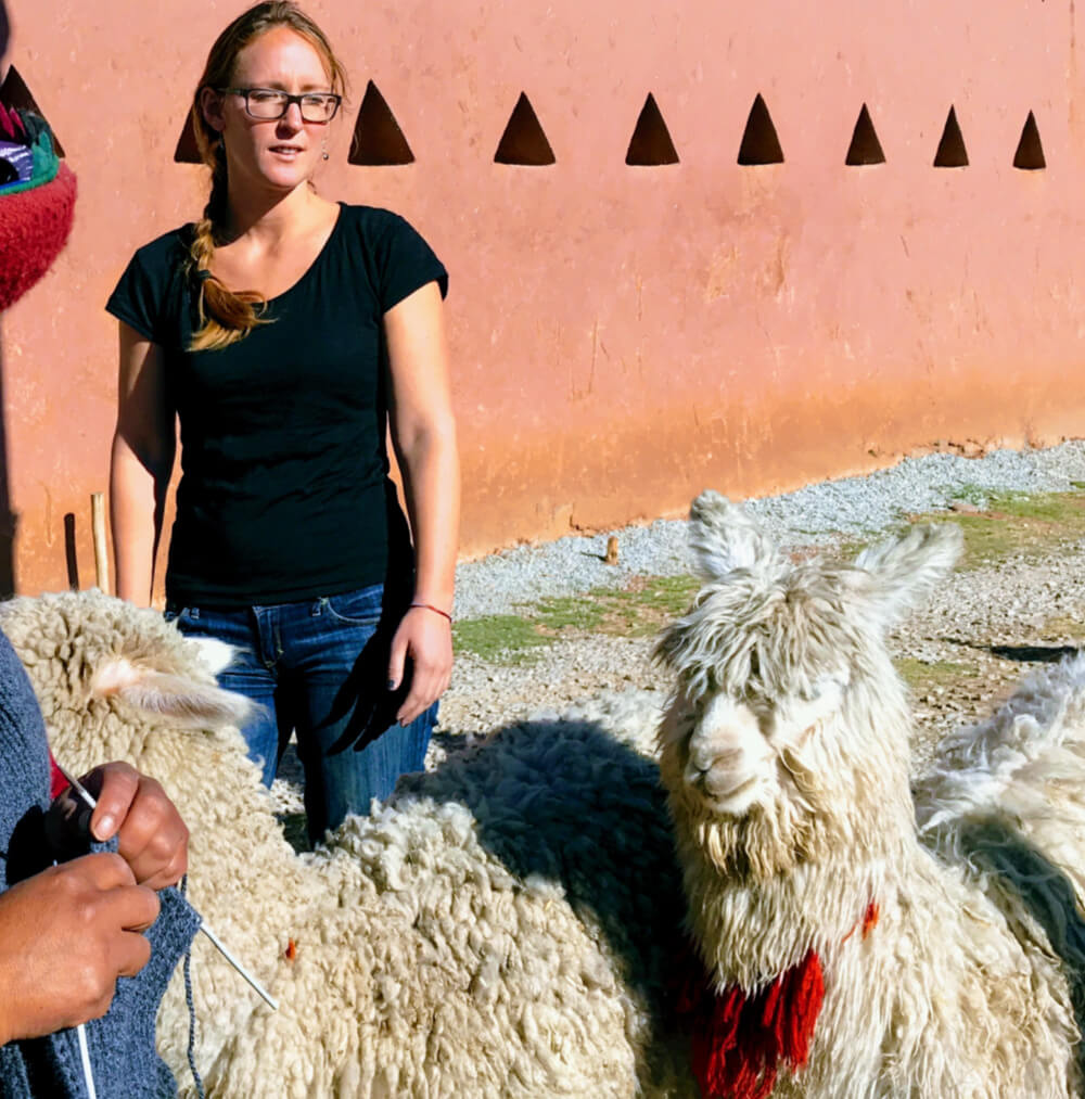 woman in alpaca shirt looking at two white alpaca with hands knitting in foreground